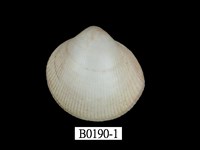 藏品(薄殼鳥尾蛤)的圖片